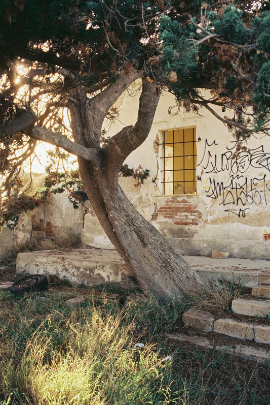 Cinelab 250D  + Development + Medium PRO [.tiff] Scans